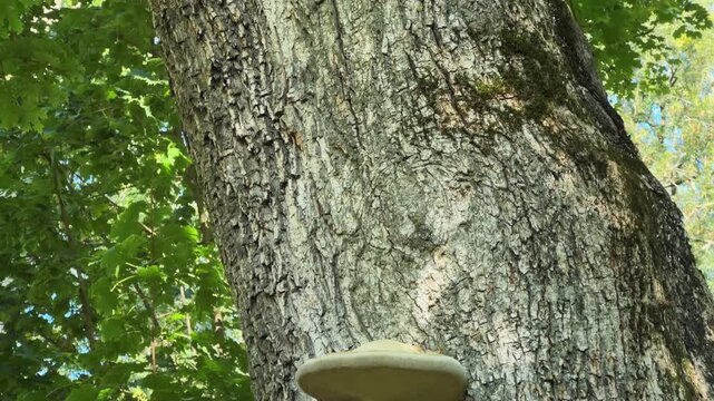 Old maple with few birch polypores on a thick trunk