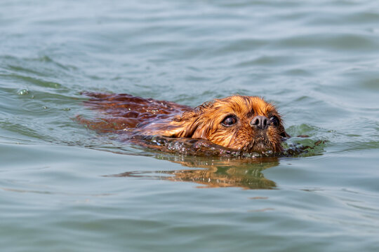 Simpatico cane razza Cavalier King Charles Spaniel al mare nuota gioca divertito in acqua con la tavola da surf 