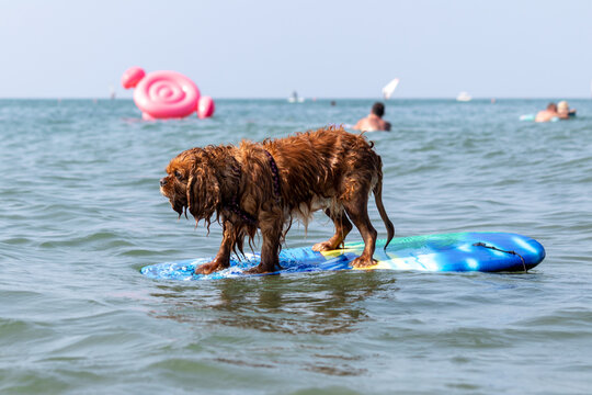 Simpatico cane razza Cavalier King Charles Spaniel al mare nuota gioca divertito in acqua con la tavola da surf 
