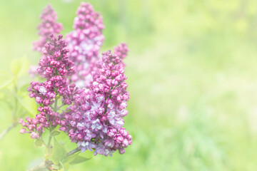 Obraz premium Lilac flowers branch bouquet