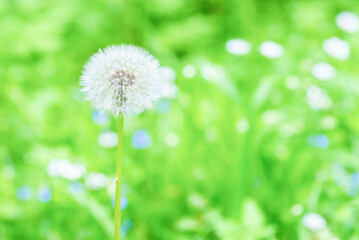 White dandelion flower