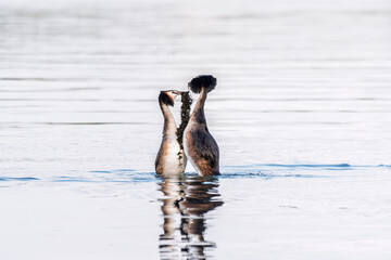 Mating games of two water birds Great Crested Grebes. Two waterfowl birds Great Crested Grebes swim in the lake with heart shaped silhouette