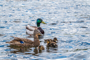 A family of ducks, a duck and its little ducklings are swimming in the water. The duck takes care of its newborn ducklings. Mallard, lat. Anas platyrhynchos © Dmitrii Potashkin