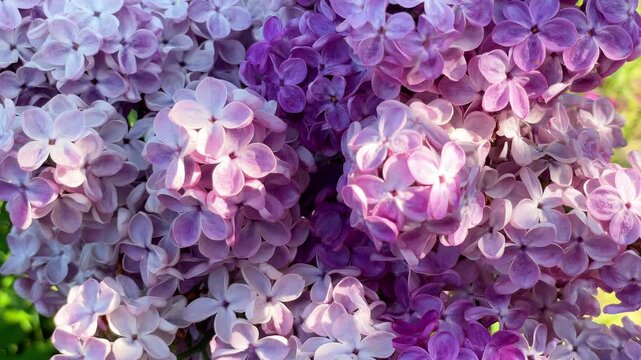 Purple lilac flowers macro background