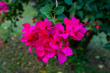 Evergreen, climbing shrub Bougainvillea (aka Veranera) in bloom