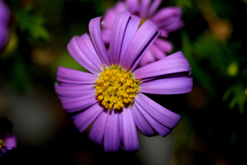 Obraz premium close up of violet flower