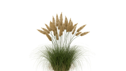 Pampas Grass with Golden Plumes on White Background
