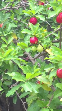 Vitamin C powerhouse: Ripe red Acerola cherries swaying on a lush green tree branch