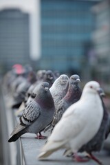 Group of pigeons standing on city railing. Urban birds in a row perspective. City wildlife flock concept image. Pigeons in urban environment background. Social behavior of city birds. Nature adapting 