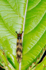 Fototapeta premium Köcherfliege, Mystacides longicornis