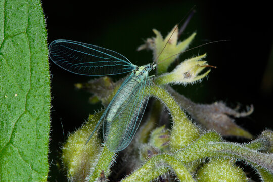Perlige Florfliege, Chrysopa perla