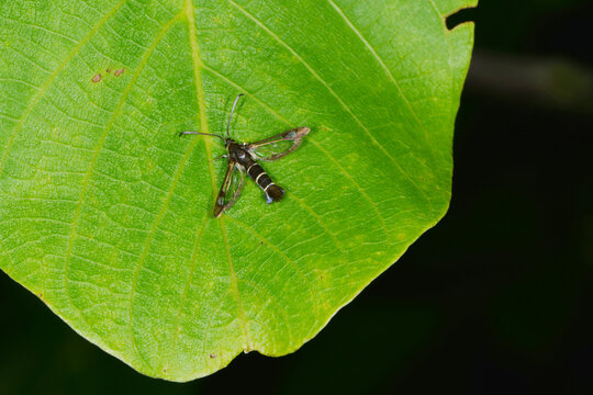 Johannisbeer-Glasfl&uuml;gler, Synanthedon tipuliformis