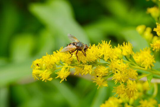 Igelfliege, Tachina fera