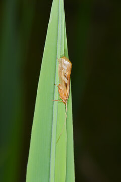 K&ouml;cherfliege, Limnephilus rhombicus