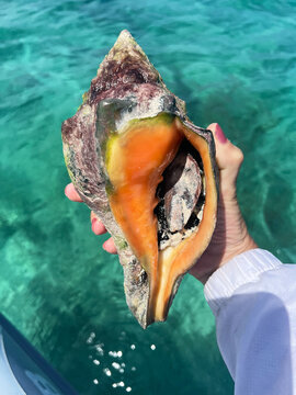 Sea shell being held in hand
