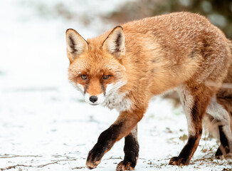 Obraz premium red fox walking in the snow