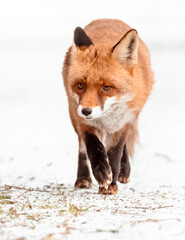 red fox vulpes
