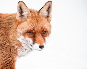 Obraz premium red fox vulpes