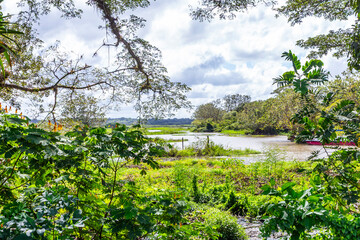 Lush foliage cover riverbanks of the Rio Frio, a river in Costa Rica 