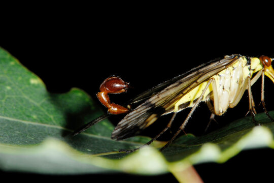 Gemeine Skorpionsfliege Panorpa communis, m&auml;nnlich