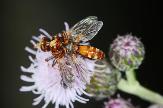 Gemeine Breitstirnblasenkopffliege,  Sicus ferrugineus