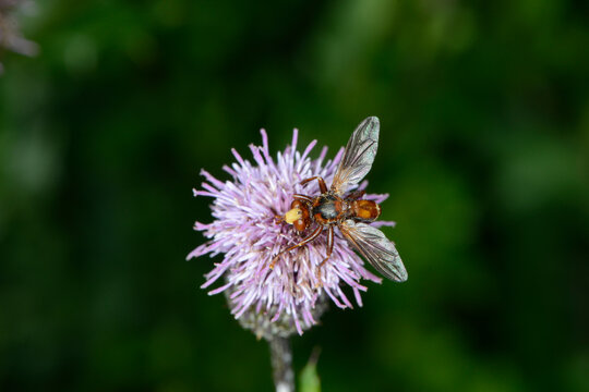 Gemeine Breitstirnblasenkopffliege,  Sicus ferrugineus