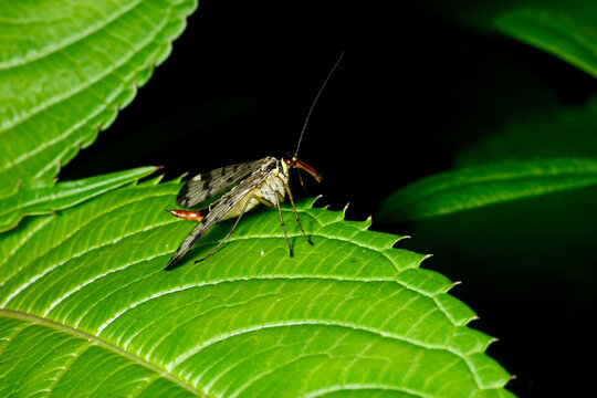 Gemeine Skorpionsfliege Panorpa communis, weiblich