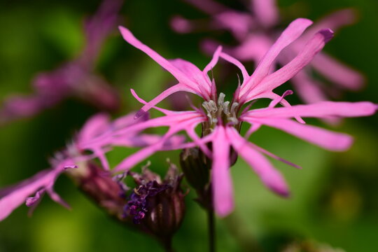 Silene flos-cuculi, Kuckucks-Lichtnelke, rosa Bl&uuml;te mit ausgelappten Bl&uuml;tenbl&auml;ttern