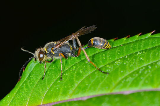 Orientalische Mauerwespe, Sceliphron curvatum