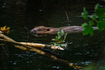 Wild European beaver, Castor fiber, swimming in river towards gnawed branches in water. Brown furry animal with long flat tail. Largest European rodent in natural habitat. Wild nature. Evening. © Vaclav