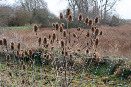 Close and selective focus on teasels growing on the river bank. Captured on a cold winter day