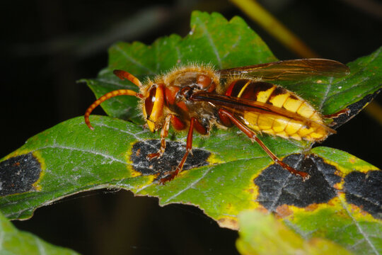 Hornisse, Vespa crabro