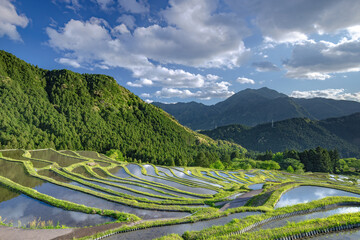 初夏の丸山千枚田