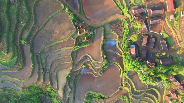 Aerial drone footage from above of a beautiful terrace muddy rice field, with water, local wooden thatched house, some rice barns, at sunrise, in Gelaralam village, Sukabumi regency, Java, Indonesia