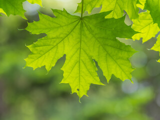 Spring branches of maple tree with fresh green leaves. Acer saccharinum, silver maple