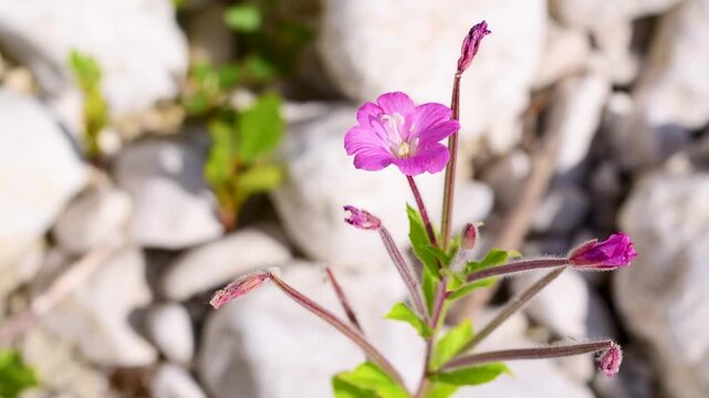 Close-up of Great willowherb (Epilobium hirsutum) showing a bright pink flower with delicate petals and prominent stamens, highlighting a common wild plant known for its elegant blooms.