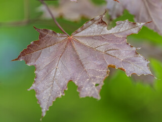 Tree branch with dark red leaves, Acer platanoides, the Norway maple Crimson King. Red Maple acutifoliate Crimson King, young plant with green background.