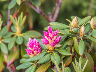Obraz premium Pink flowers of Siberian rhododendron copy space. Rhododendron dauricum. Spring flowering of Altai rhododendron.