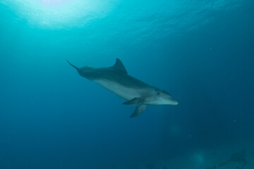 Naklejka premium Dolphin swimming in the Red Sea, Eilat Israel 