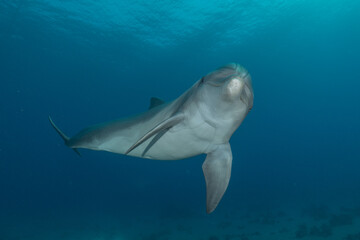 Fototapeta premium Dolphin swimming in the Red Sea, Eilat Israel 