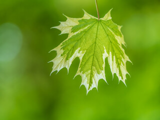 Fototapeta premium Green and white foliage of Norway Maple 'Drummondii' - Acer platanoides Variegata