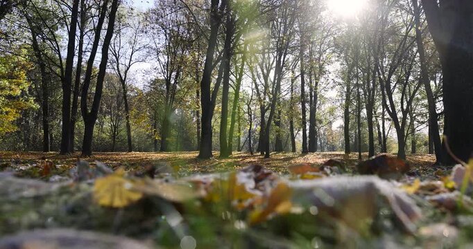 autumn nature at the end of October with falling leaves and trees partially with yellow and orange foliage during the fall of leaves, beautiful nature in the park