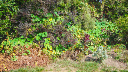 A dense garden filled with a variety of plants and leaves, creating a lush and textured green oasis.