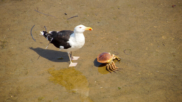 Great black-backed gull (Larus marinus) with a crab on sandy coastal ground, highlighting a natural shoreline wildlife moment.