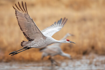 Fototapeta premium Sandhill Crane Flying at Bosque del Apache