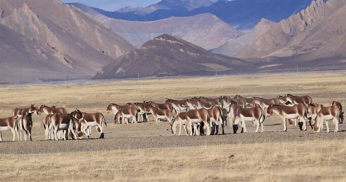 Large group of equus kiang on high altitude grassland