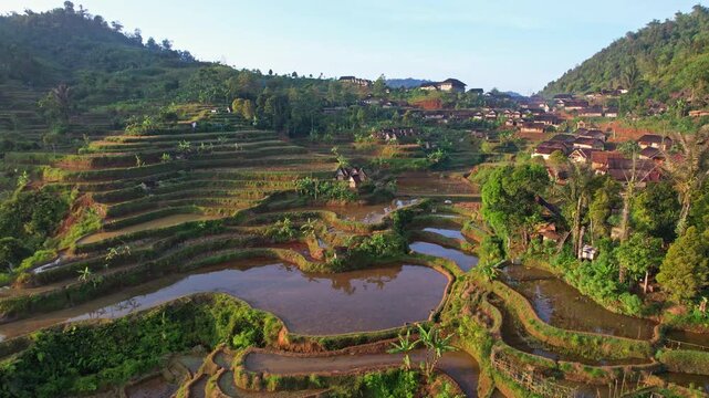 Aerial drone footage of a terrace watery rice field heaven with local wooden thatched house, some rice barns, at golden sunrise, no pollution, in Gelaralam village, Sukabumi regency, Java, Indonesia