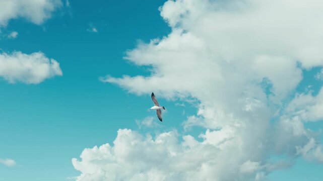 Seagulls Flying in a Soft Cloudy Sky