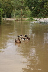 ducks on the lake
