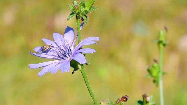 insect fly on Common chicory (Cichorium intybus) with pale blue flowers growing in the Italian Apennine Mountains of the Lazio region, a resilient wild plant typical of mountain grasslands.